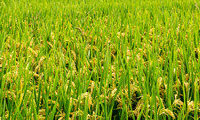 2021年高产水稻前十名的品种有哪些？附排名介