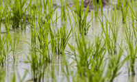 杂交水稻和转基因水稻的区别是什么？它的原理是什么？
