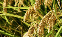 袁隆平水稻有几种？袁隆平海水稻的意义是什么？