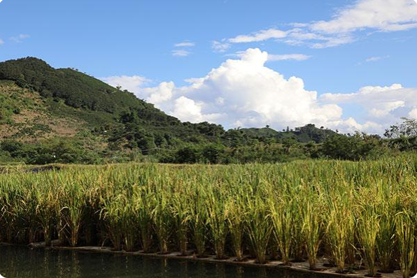 西双版纳州首个“稻鱼共生”示范基地水稻种植成功