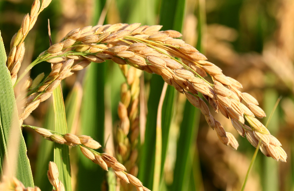 水稻的分布和水稻的种植条件大概是怎样的？