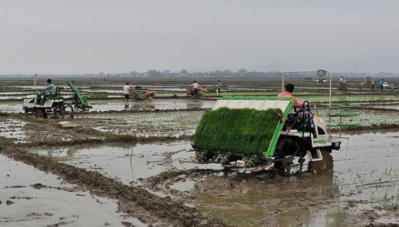 水稻机械化插秧栽培技术要点