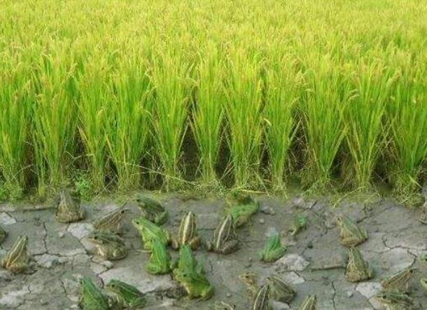 稻田蛙养殖效益可观，亩收入达万元以上！