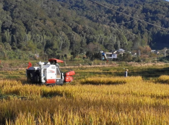 河源首次试验种植20亩航天水稻开始收割 喜获丰收累计8000公斤稻谷