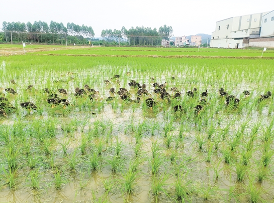 恩平探索“鸭稻共育”生态种养模式 鸭子成为稻田“管理员”