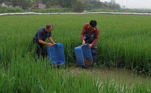 这5种稻田养殖方式，每种都能产出上万元的收益，哪种最适合你？