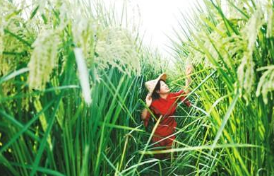 巨型稻已在中国多地试种成功 “禾下乘凉”不再是梦