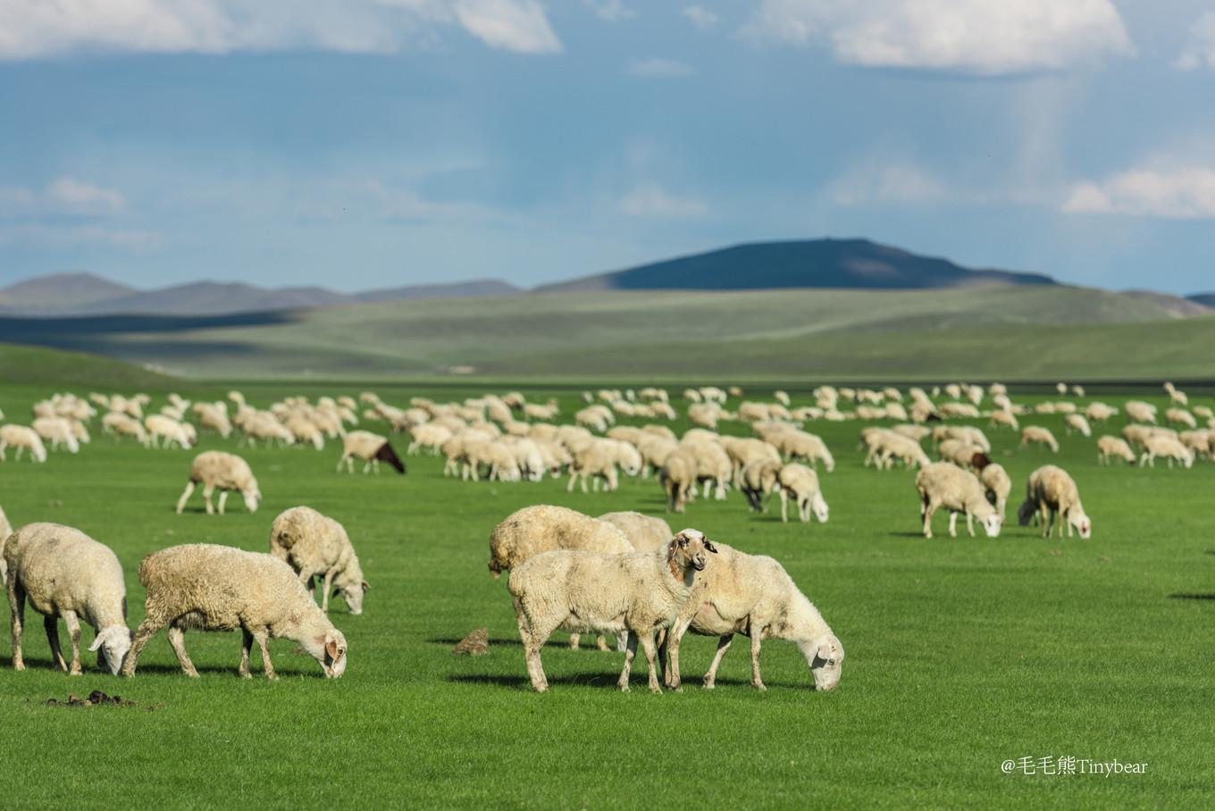 呼伦贝尔美食探秘，深巷中的风味秘境